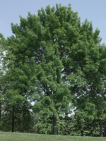 Fraxinus angustifolia