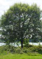 Fraxinus excelsior