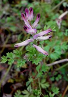 Fumaria bastardii