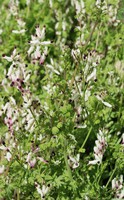 Fumaria capreolata