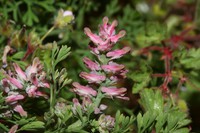 Fumaria densiflora