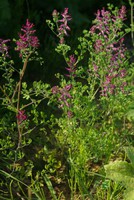 Fumaria officinalis