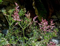 Fumaria vaillantii
