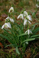 Galanthus nivalis