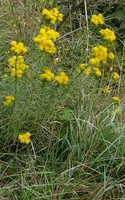 Galatella linosyris