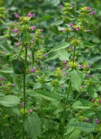 Galeopsis tetrahit