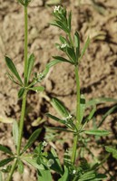Galium aparine
