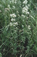 Galium boreale