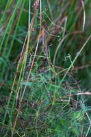 Galium debile