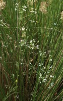 Galium elongatum