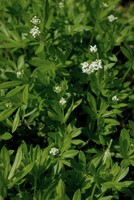 Galium odoratum