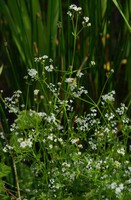 Galium palustre