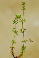 Galium parisiense