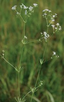 Galium pumilum