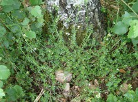 Galium saxatile