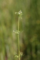 Galium tricornutum