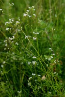 Galium uliginosum