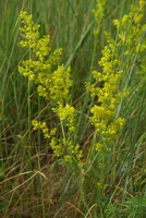 Galium verum