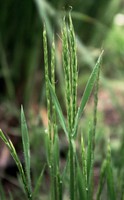 Gaudinia fragilis