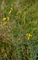 Genista anglica