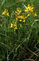 Genista sagittalis