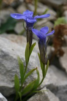 Gentianopsis ciliata