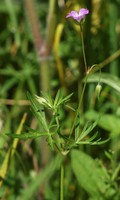 Geranium columbinum