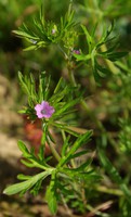Geranium dissectum