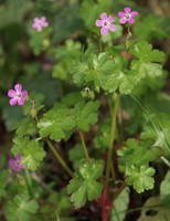Geranium lucidum