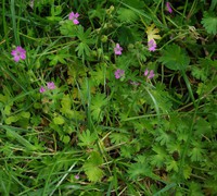 Geranium molle