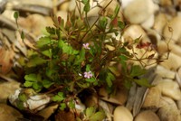 Geranium purpureum