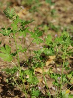 Geranium pusillum