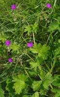 Geranium pyrenaicum