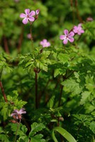 Geranium robertianum