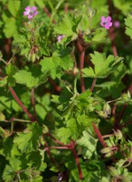 Geranium rotundifolium