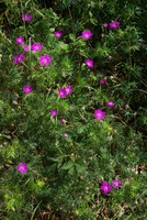 Geranium sanguineum