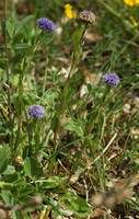Globularia bisnagarica