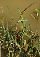Glyceria declinata