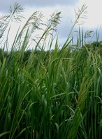 Glyceria maxima