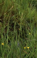 Glyceria notata