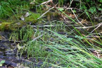 Glyceria striata