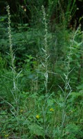 Gnaphalium sylvaticum