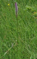 Gymnadenia odoratissima