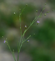Gypsophila muralis