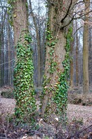 Hedera helix