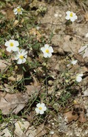 Helianthemum apenninum