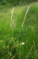 Helictochloa pratensis