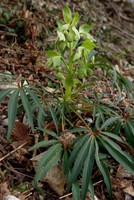 Helleborus foetidus