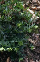 Helleborus viridis