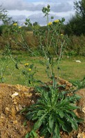Helminthotheca echioides